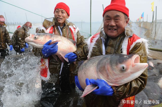 渐渐地会把近两万亩水面的鱼群都聚拢到码头附近一百多亩用围网栅起来